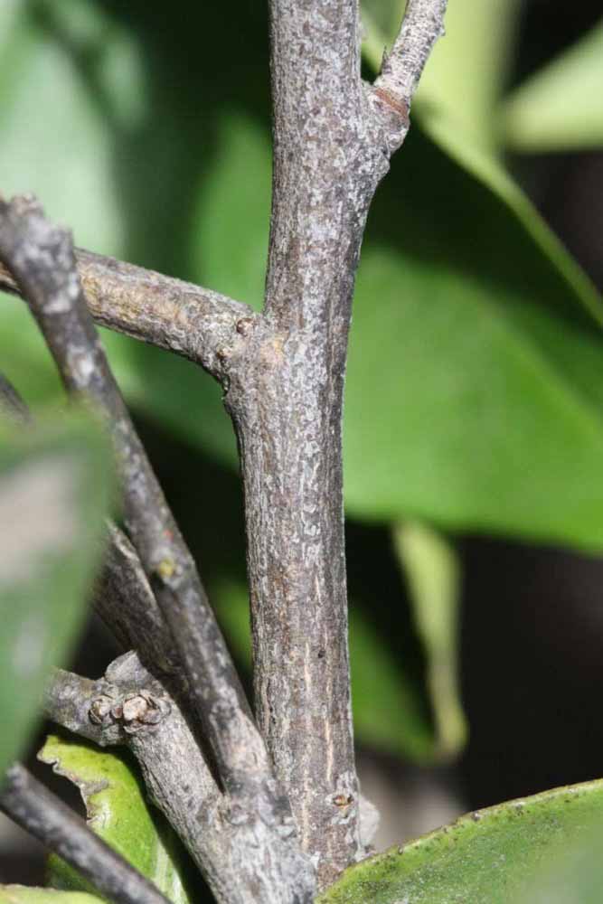            Second - third year twig (Vainiglia, Riverside, CA)   